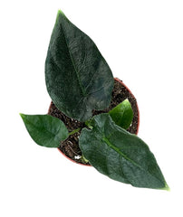 Alocasia Antoro 8cm Pot 15cm Height House Plant