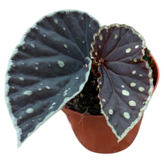 Begonia Fire Fly 8cm Pot 15cm Height House Plant