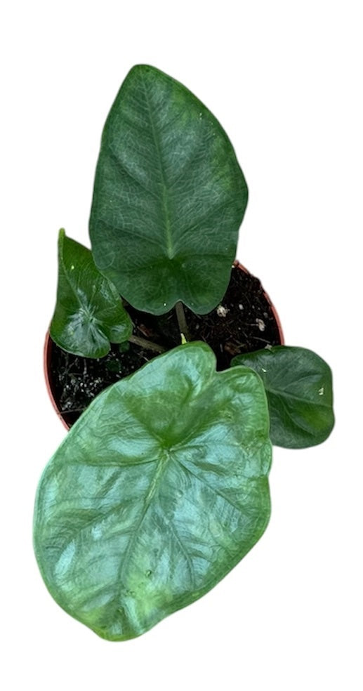 Alocasia Heterophylla Corazon House Plant 8cm Pot
