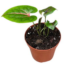 Cyrtosperma Johnstonii 8cm Pot 12cm Height House Plant