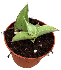 Sansevieria Swan Dancer 6cm Pot House Plant
