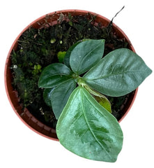 Elatostema Vittatum 8cm Pot 15cm Height House Plant