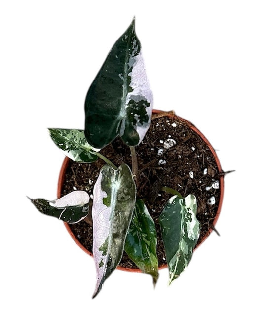 Alocasia Bambino Variegata House Plant 6cm Pot