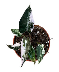 Alocasia Bambino Variegata House Plant 6cm Pot