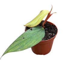 Philodendron Burle Marx Fantasy 8cm Pot 15cm Height House Plant