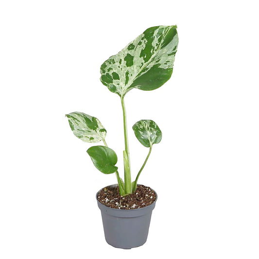 Monstera Bulbasaur 6cm Pot House Plant