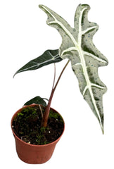 Alocasia Nobilis 8cm Pot 12cm Height House Plant