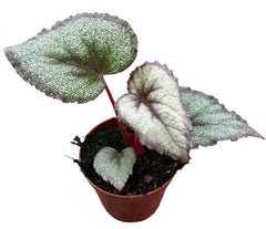 Begonia Flamingo Soul House Plant 8cm Pot