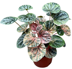 Peperomia Caperata Pink Lady 10.5cm Pot 15cm Height House Plant