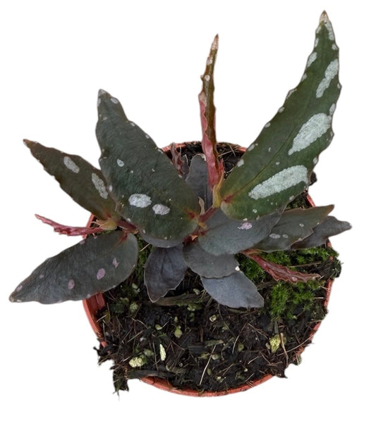 Begonia Jalau Type 2 8cm Pot 10cm Height House Plant