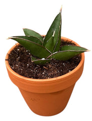 Sansevieria Tower Blue 8cm Pot 15cm Height House Plant