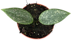 Hoya Wibergiae 10.5cm Pot 15cm Height House Plant