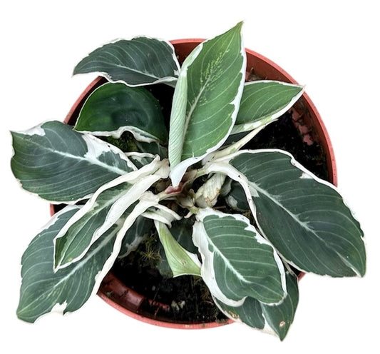 15 - 20cm Homalomena Wallisii Camouflage Variegata House Plant 10.5cm Pot