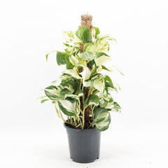 45 - 55cm Epipremnum Manjula on mosspole Scindapsus Pothos 17cm Pot House Plant