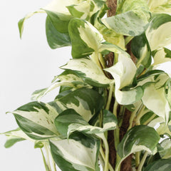 45 - 55cm Epipremnum Manjula on mosspole Scindapsus Pothos 17cm Pot House Plant