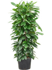 135 - 145cm Ficus Cyathistipula Rubber Plant Fig 32cm Pot House Plant