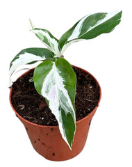 Calathea White Fusion 8cm Pot 10cm Height House Plant