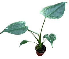 Monstera Devil Monster Cheese Plant - 8cm Pot
