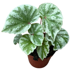 Begonia Temuyuk Silver 8cm Pot 15cm Height House Plant