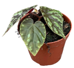 Begonia Filiformis Irmsch 8cm Pot 15cm Height House Plant