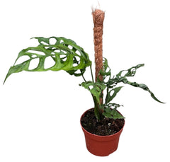 Monstera Obliqua Peru 10.5cm Pot 15cm Height House Plant