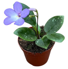 Michaelmoelleria Vietnamensis 8cm Pot 15cm Height House Plant
