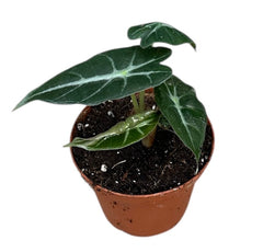 Alocasia Mandalay 8cm Pot 15cm Height House Plant