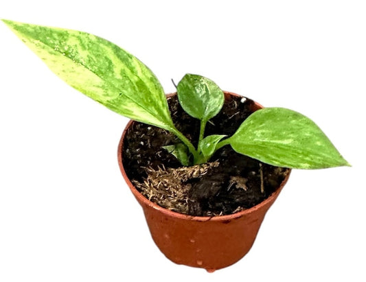 8 - 10cm Variegated Anthurium Vittarifolium House Plant 6cm Pot