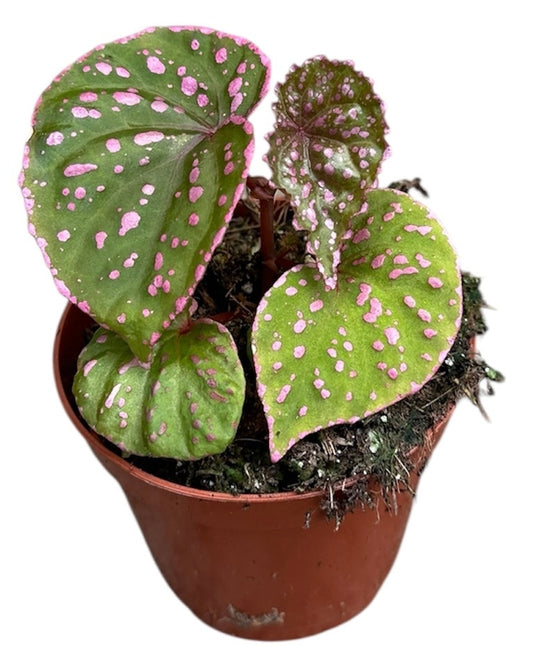 Begonia Muara Wahau 8cm Pot 15cm Height House Plant