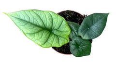 Alocasia Platinum 8cm Pot 15cm Height House Plant