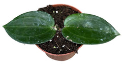 Hoya Latifolia Green 10.5cm Pot 15cm Height House Plant
