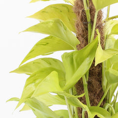 45 - 55cm Epipremnum Champs Elysees on mosspole Scindapsus Pothos 17cm Pot House Plant