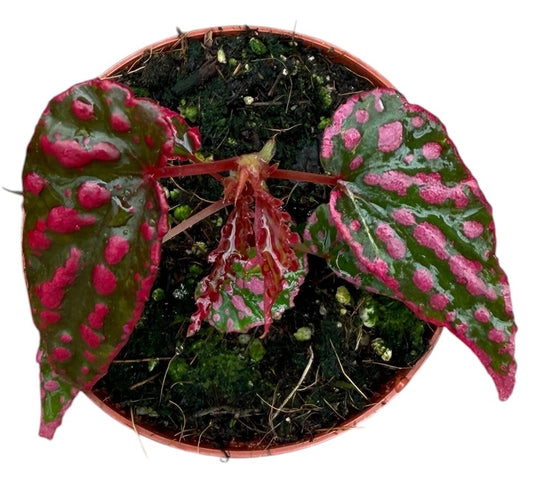 Begonia Pink Lady House Plant 8cm Pot