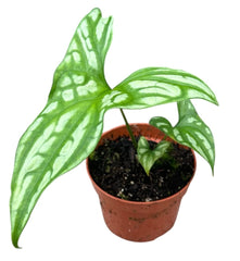 Cercestis Mirabilis10.5cm Pot House Plant