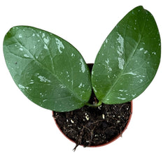 Hoya Lai Chau 8cm Pot 10cm Height House Plant