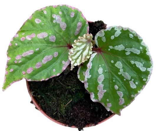 Begonia Cream Powder 8cm Pot 10cm Height House Plant