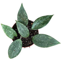 Hoya Wibergiae 10.5cm Pot 15cm Height House Plant