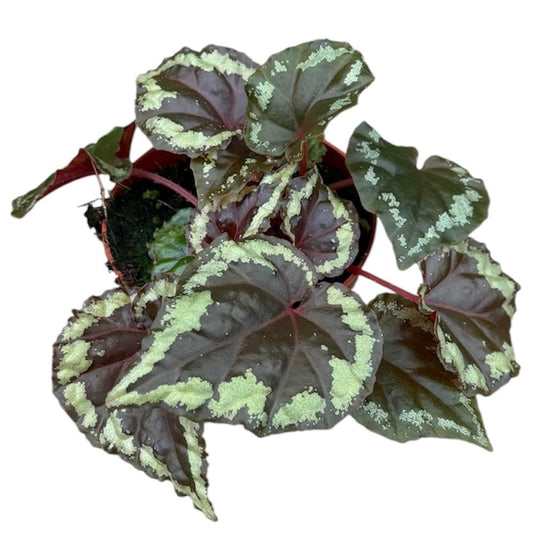 Begonia Ignita 8cm Pot 15cm Height House Plant