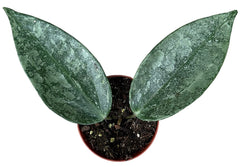 Hoya Rimba Perak 8cm Pot 10cm Height House Plant