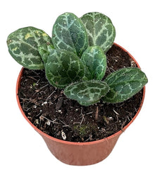 Primulina Yungfuensis 8cm Pot 15cm Height House Plant