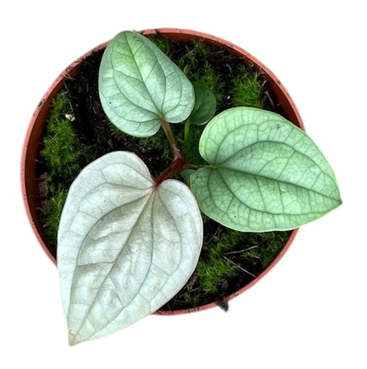 Anthurium Luxurians 10.5cm Pot 15cm Height House Plant