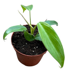 Philodendron Longilobatum Lelano Miyano 8cmcm Pot 10cm Height House Plant