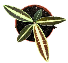 Labisia Jabi 10.5cm Pot House Plant