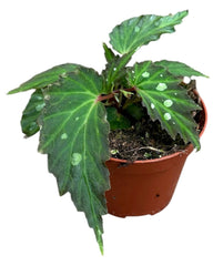 Begonia Mantuk 8cm Pot 15cm Height House Plant