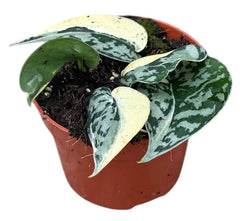 Scindapsus Mayari Variegata 10.5cm Pot House Plant