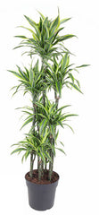 155 - 165cm Dracaena Lemon Lime 34cm Pot House Plant
