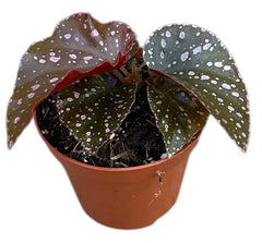Begonia Palmata D Don 8cm Pot 15cm Height House Plant