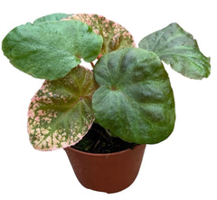 Begonia Midnight Sun 8cm Pot 10cm Height House Plant