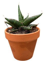 Sansevieria Prabun House 8cm Pot House Plant