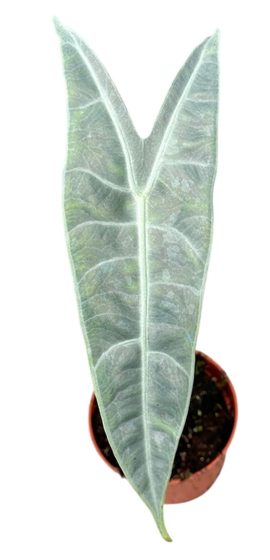 Alocasia Longiloba Silver 10.5cm Pot 15cm Height House Plant